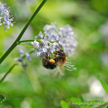 Un jardin pour les abeilles